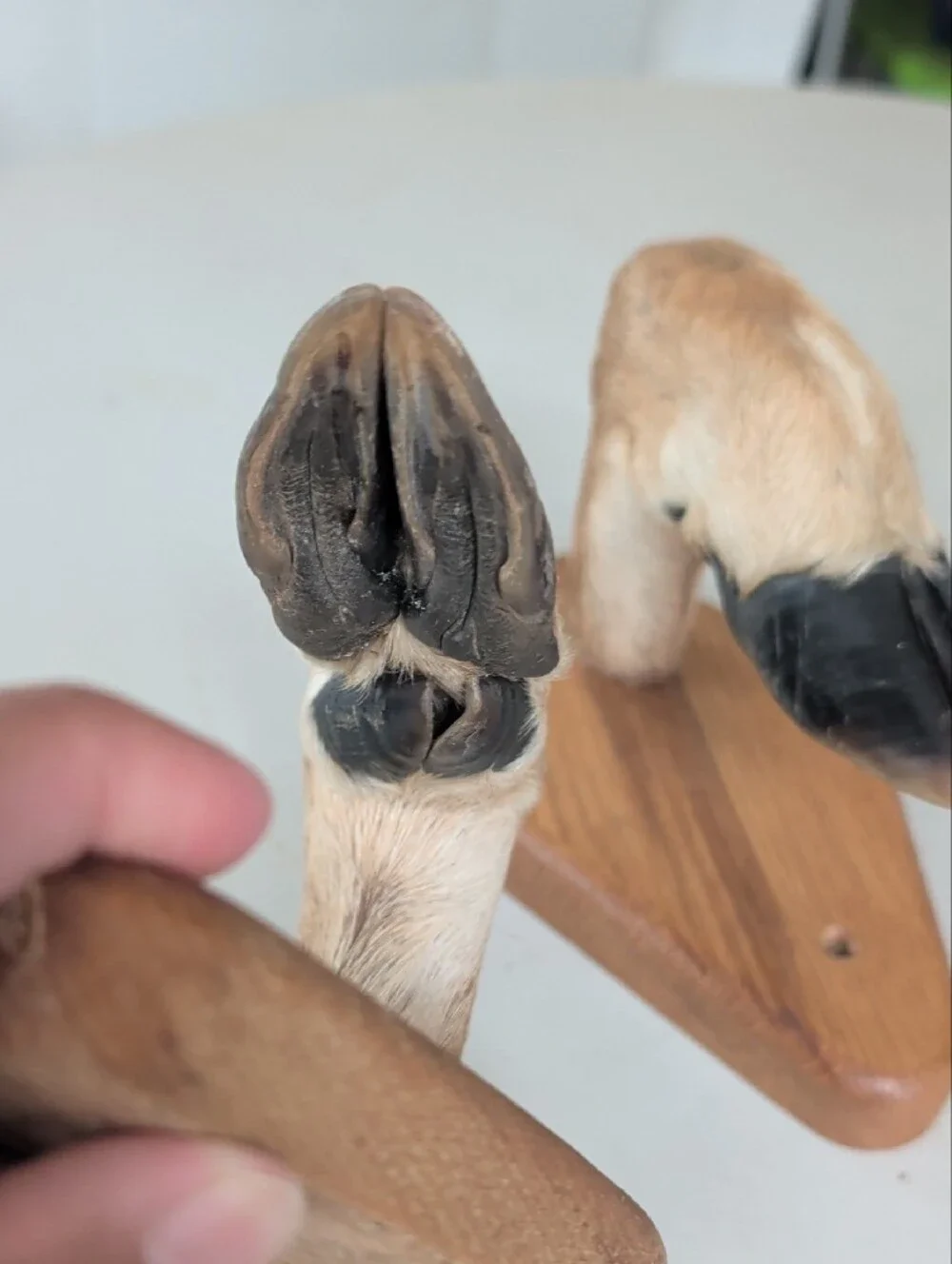 Taxidermy 2 Deer Hooves Wall Hooks Or Rack Brown & Black Office Man Cave
